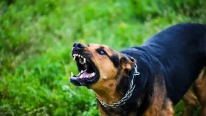 cão agressivo