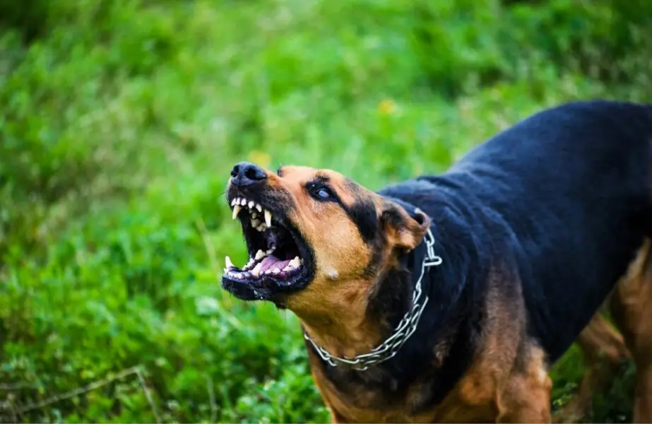 Design sem nome – 2023-04-24T153752.635 cão agressivo