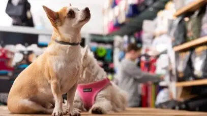 Mercado pet