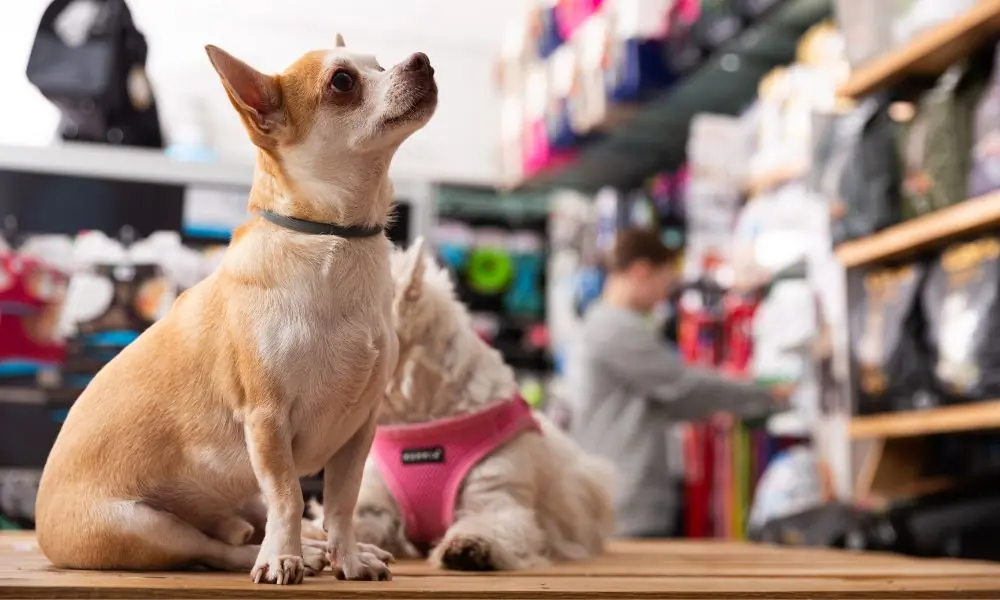 Mercado pet