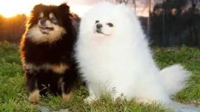 Lulu da pomerânia