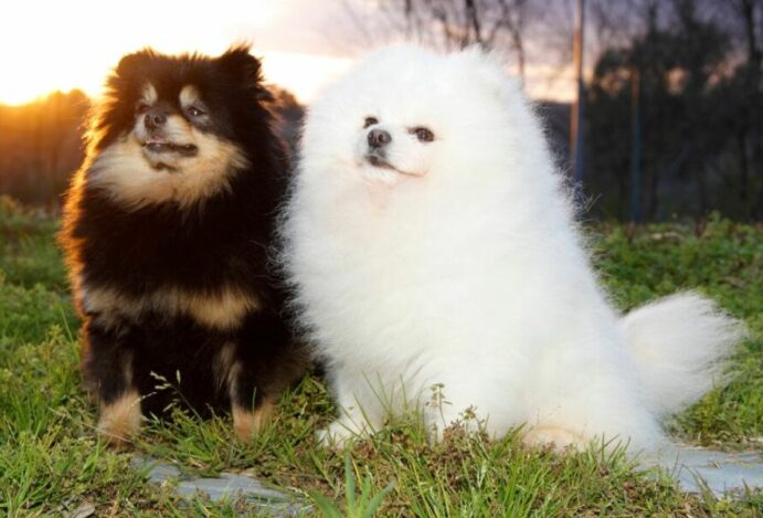 Lulu da pomerânia