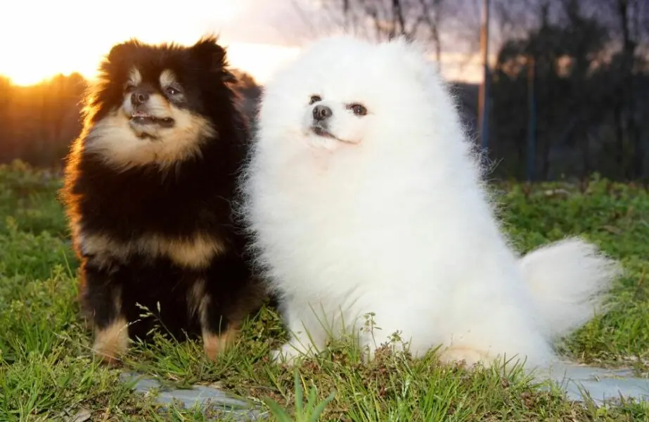 Lulu da pomerânia