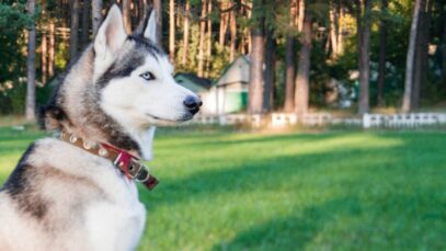 Design sem nome – 2023-04-26T153838.021 Husky siberiano