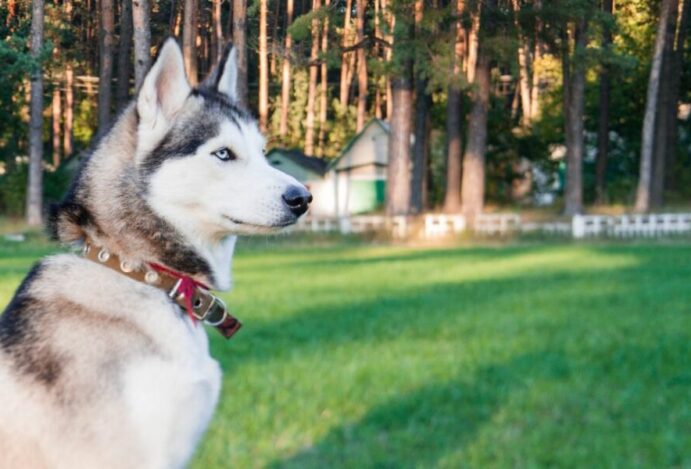 Husky siberiano