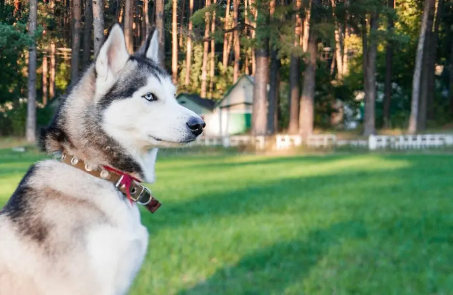 Husky siberiano 