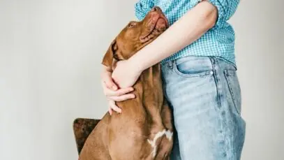 Centro veterinário WeVets otimiza a operação em até 40% com apoio da Beyondsoft Brasil
