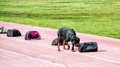 olfato dos animais