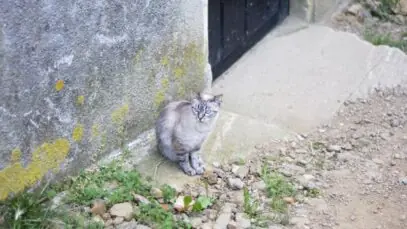 gato volta para casa