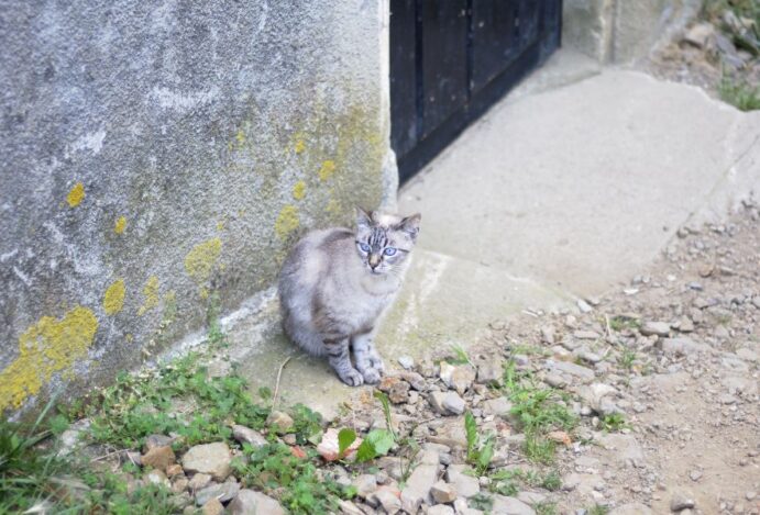 gato volta para casa