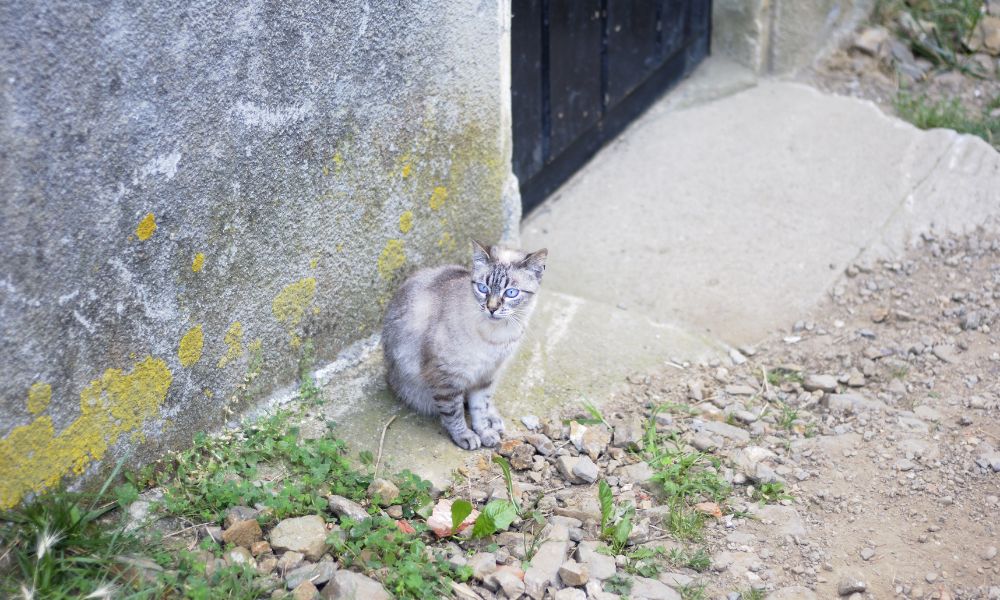 gato volta para casa