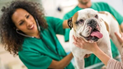 hospitais veterinários