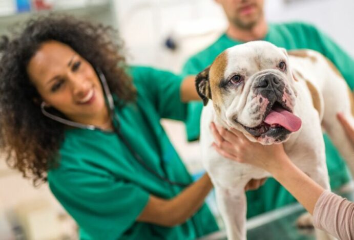 hospitais veterinários