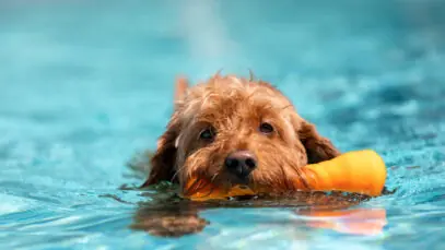 Pool Party Pet