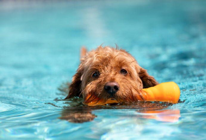 Pool Party Pet