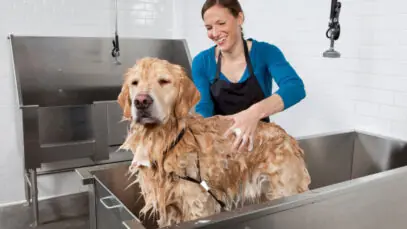 Saiba como tornar o banho do pet um momento agradável tanto para animal quanto para o tutor