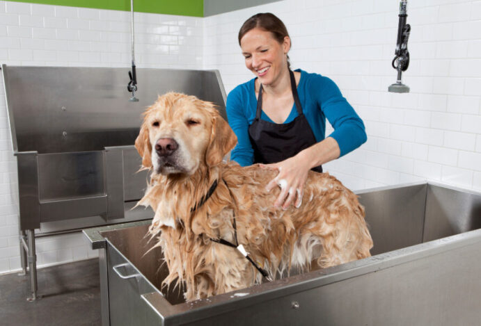 Imagem relacionada a: Banho em cães: qual deve ser a regularidade?