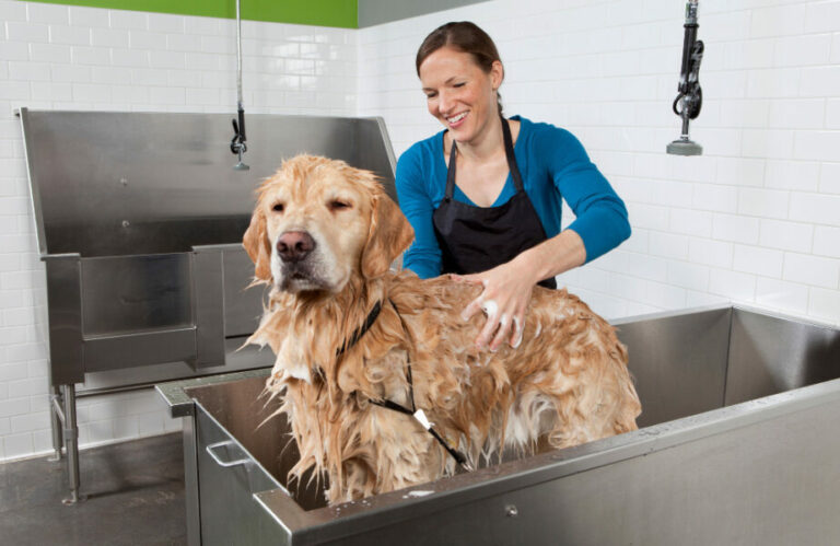 Banho em cães: qual deve ser a regularidade?