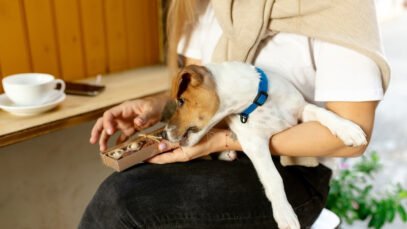 Alimentos proibidos para pets Alimentos proibidos para cães