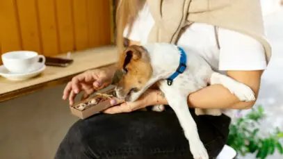 Alimentos proibidos para cães