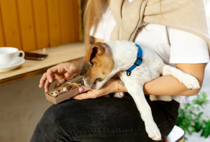 Alimentos proibidos para cães