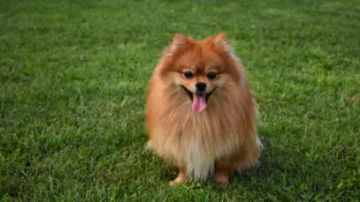 spitz alemão