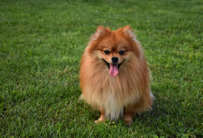 spitz alemão