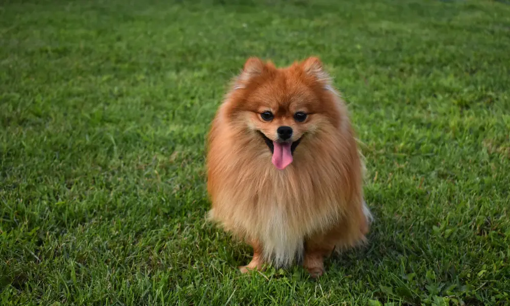 spitz alemão
