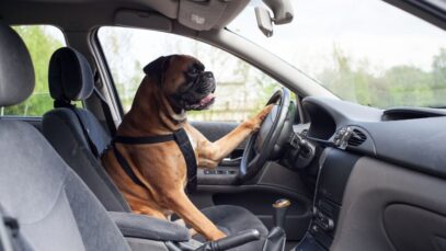 Transporte de pets