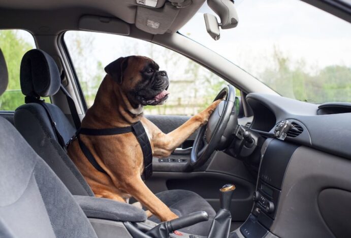 Transporte de pets