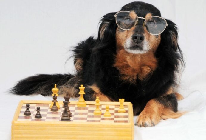 raça de cachorro mais inteligente