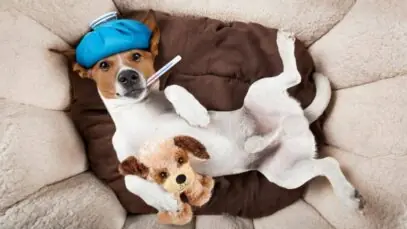 papilomatose canina