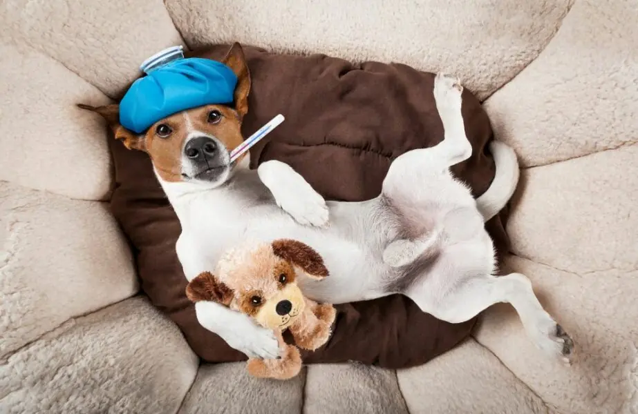 Design sem nome – 2023-05-08T161430.136 papilomatose canina