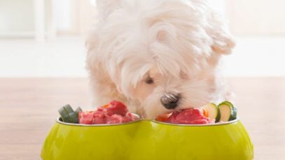 Design sem nome – 2023-05-10T121310.769 Qual é a dieta para pets mais apropriada?