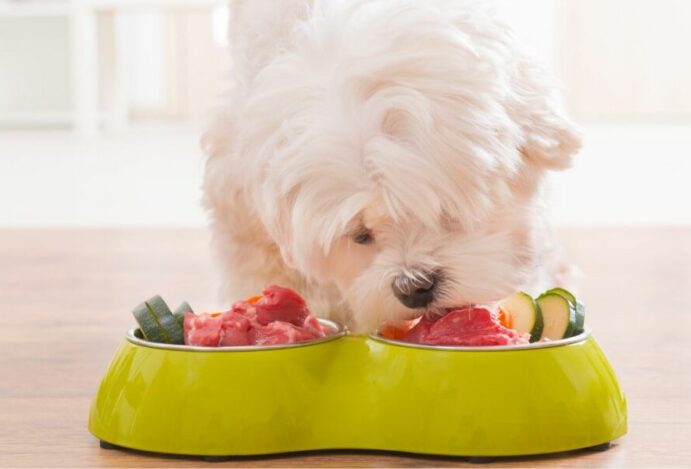 Qual é a dieta para pets mais apropriada?
