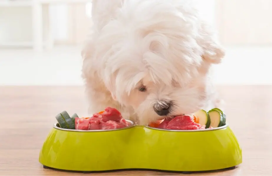 Qual é a dieta para pets mais apropriada?