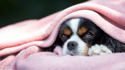 Design sem nome – 2023-05-10T123909.326 Por que o cachorro vomita