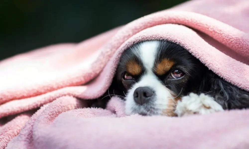 Design sem nome – 2023-05-10T123909.326 Por que o cachorro vomita