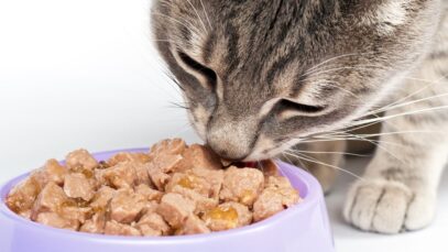 alimentos