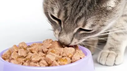 alimentos