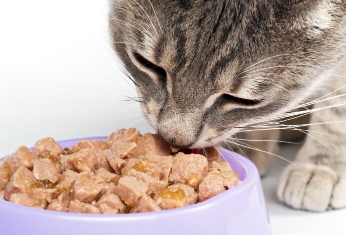 alimentos