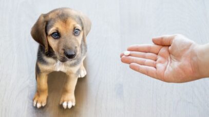 pets