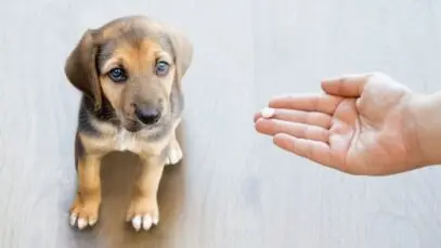 pets