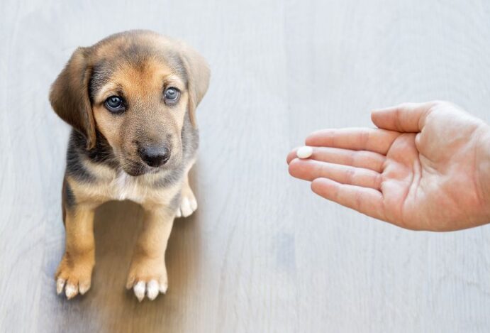 pets