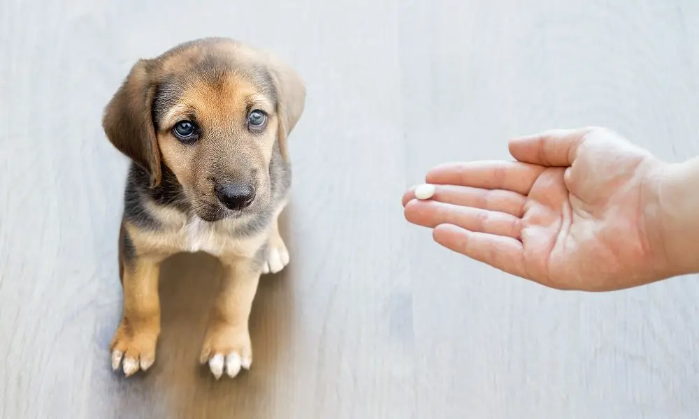 pets