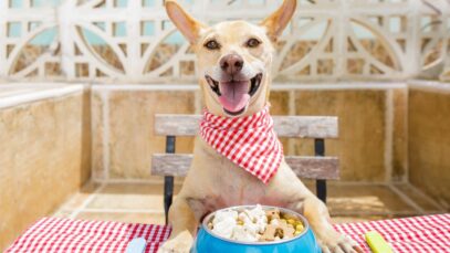 alimentação dos cães