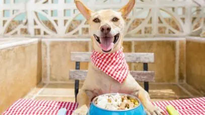 alimentação dos cães