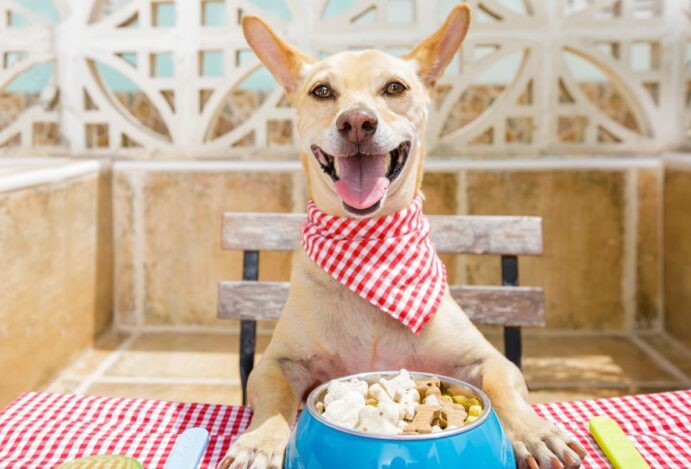 alimentação dos cães