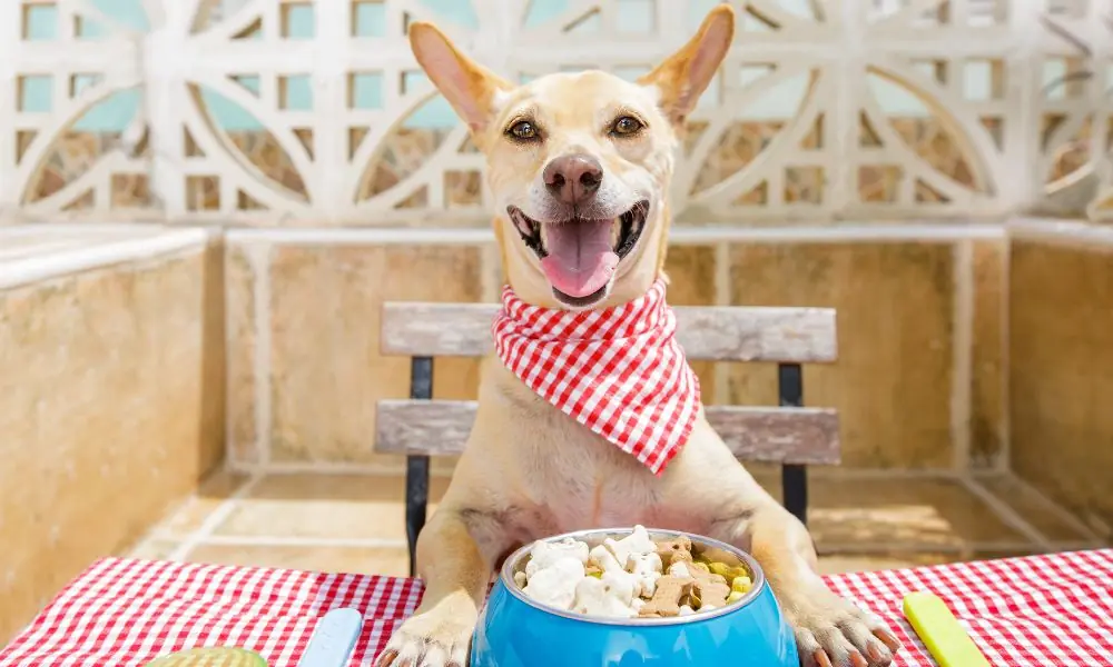 Design sem nome – 2023-05-17T142906.332 alimentação dos cães
