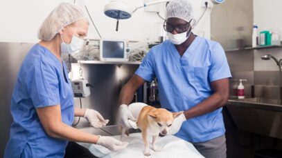 Design sem nome – 2023-05-17T165617.916 Castração em cães